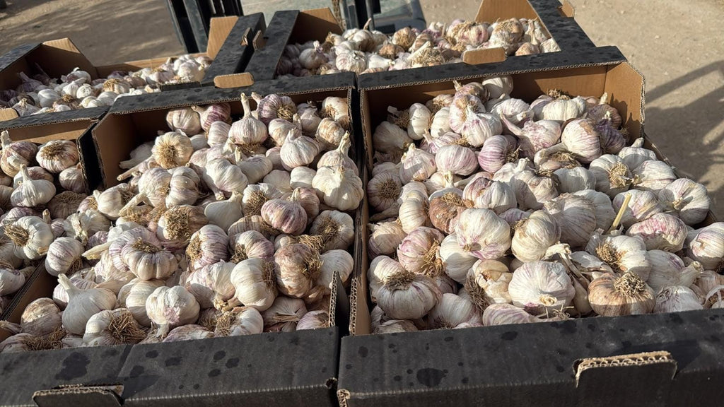 Usturoi de Copalau soi Mov si Rosu 10kg  - Pentru consum si samanta