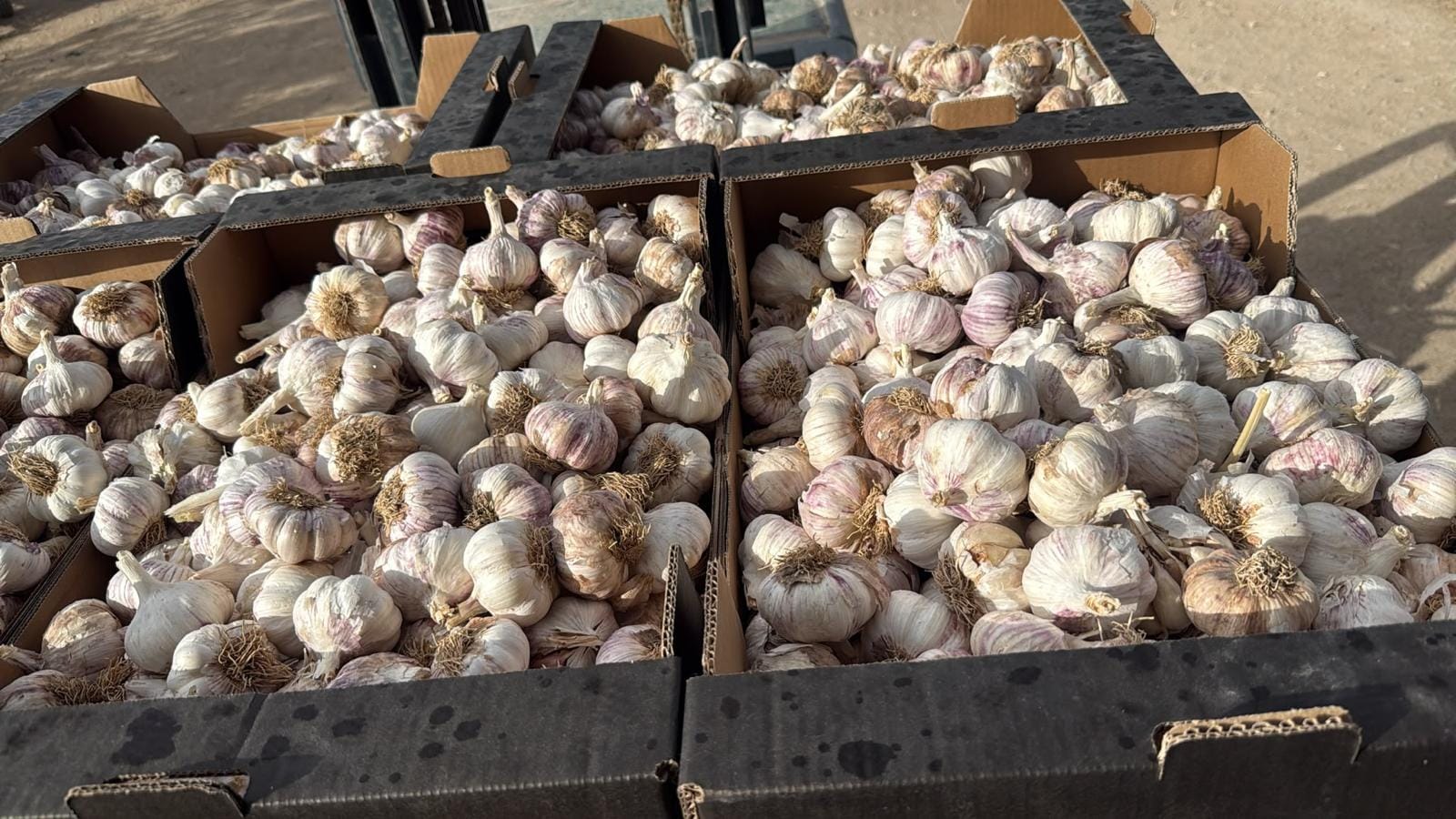 Usturoi de Copalau soi Mov si Rosu 10kg  - Pentru consum si samanta