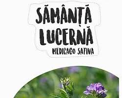 Seminte de lucerna Dobrogea, netratata ,  20 kilograme , livrare inclusa