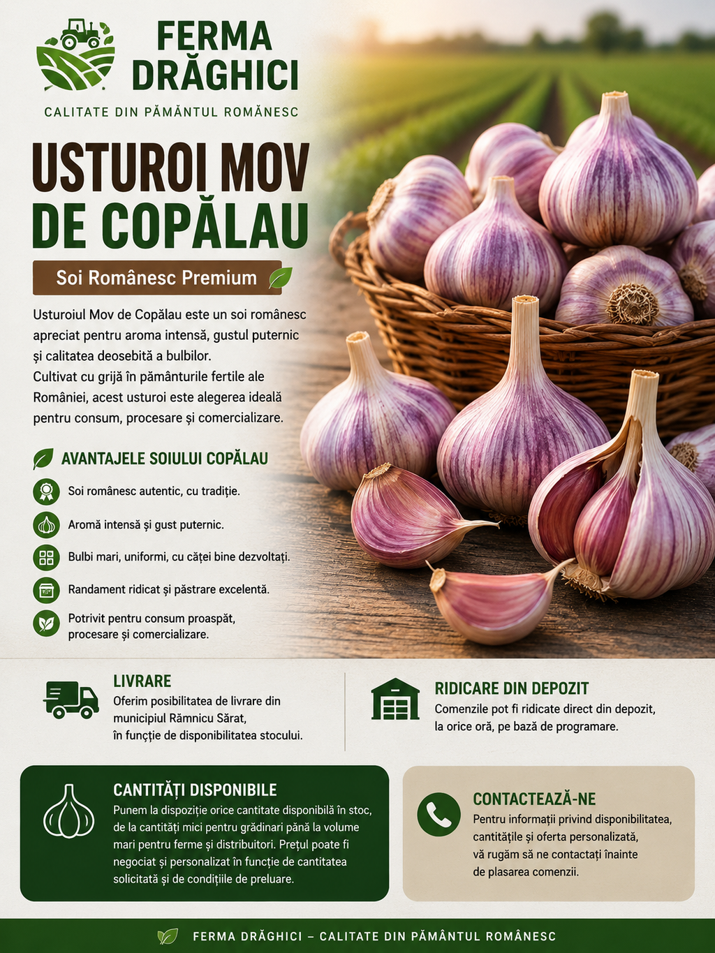 Usturoi de Copalau soi Mov si Rosu 10kg  - Pentru consum si samanta