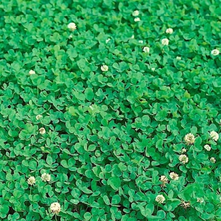 Trifoi alb pitic gazonabil de tip microclover seminte 10KG