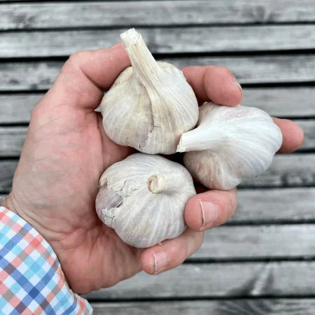 Usturoiul alb Benone - 10kg de Toamna rezistent minim 1 an
