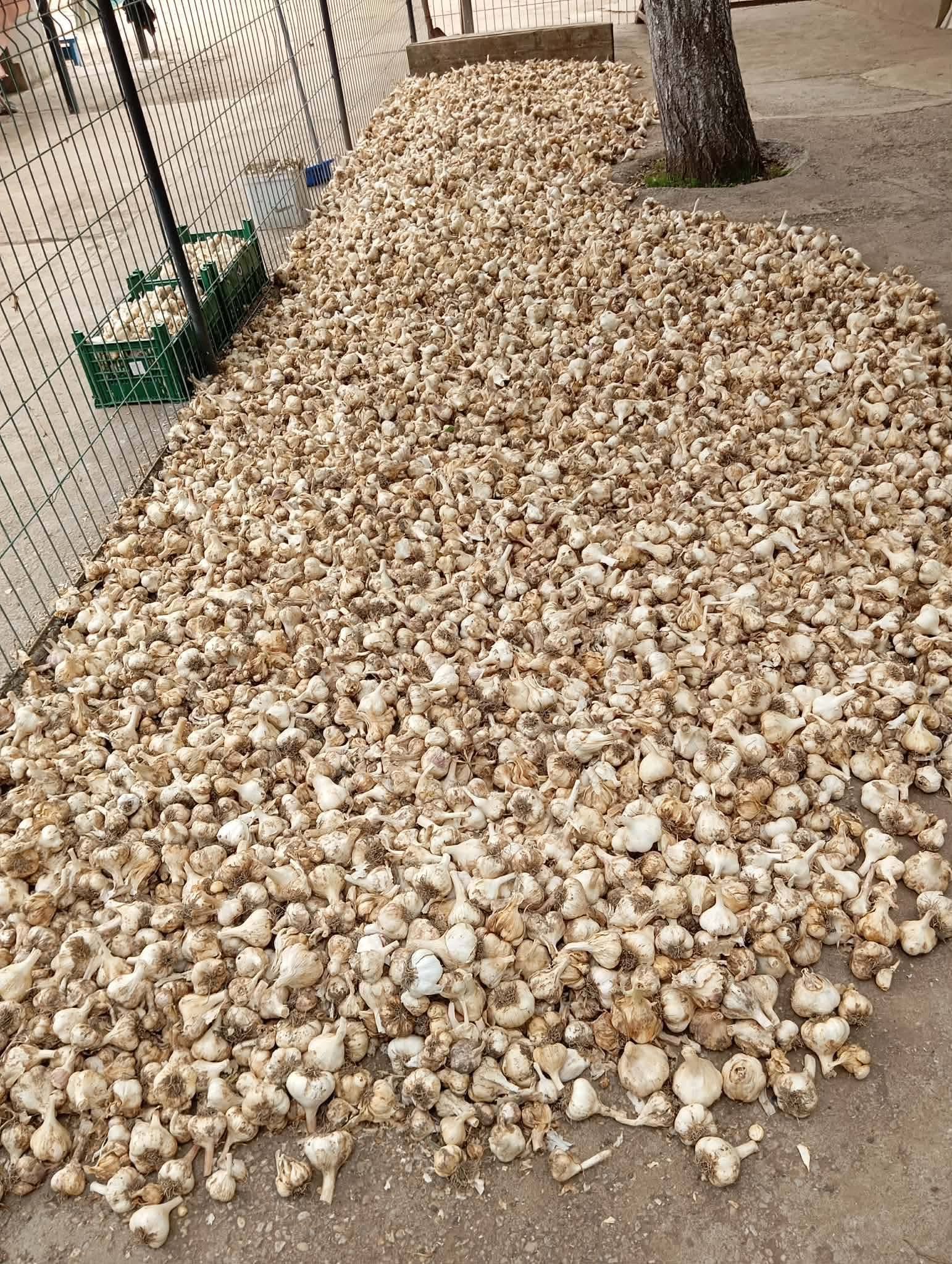 Usturoi de Buzau - 10kg de Toamna
