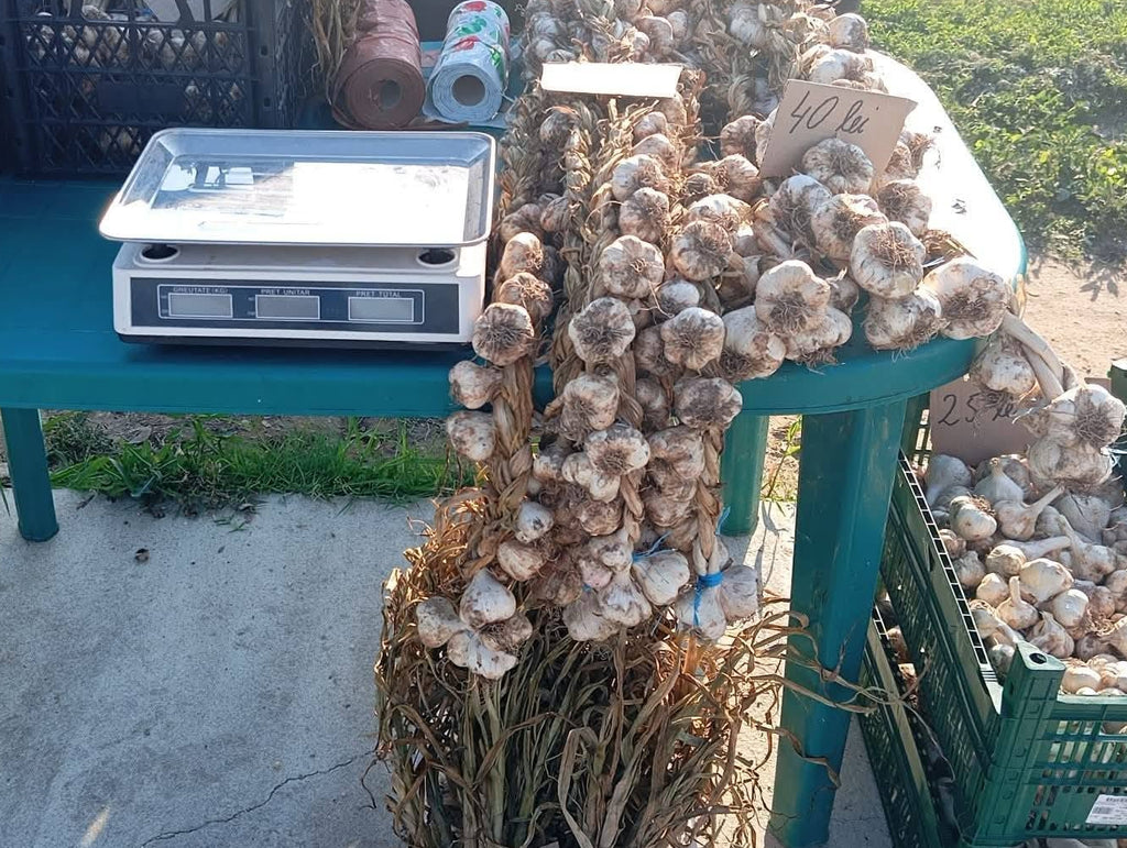 Usturoi de Buzau - 10kg de Primavara