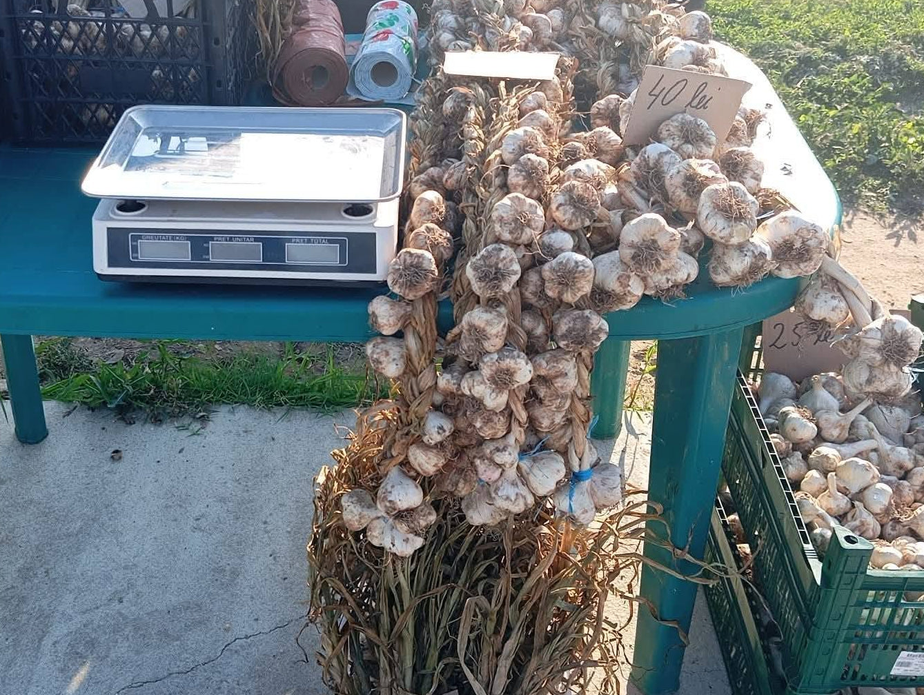 Usturoi de Buzau - 10kg de Primavara