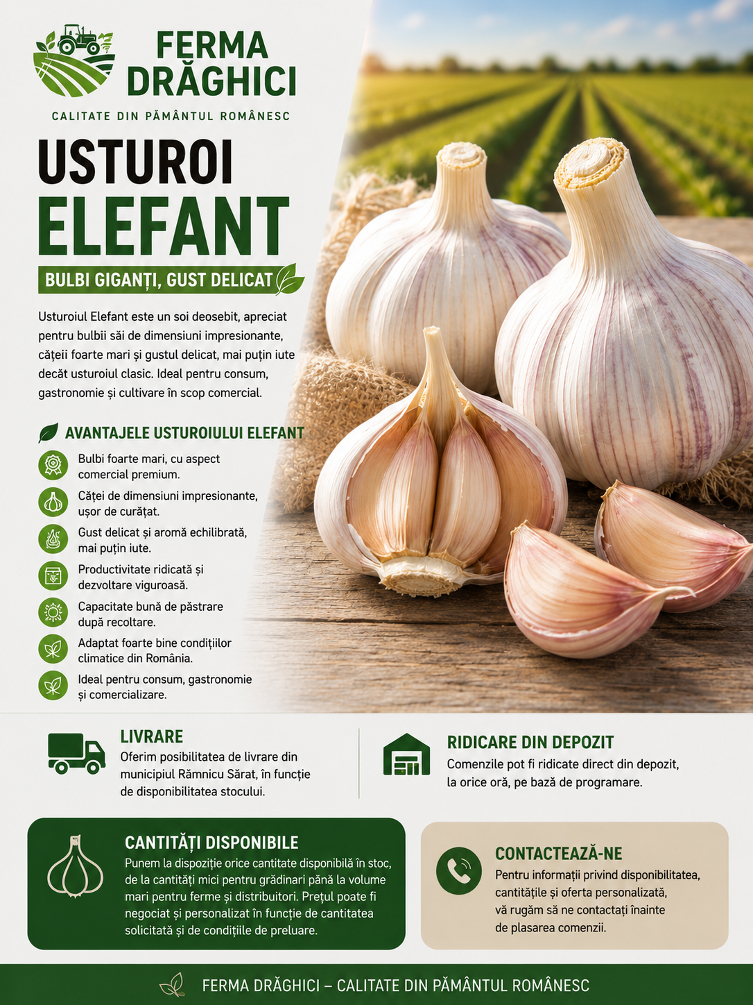 Usturoi soi Elefant 10kg - Pentru consum si samanta