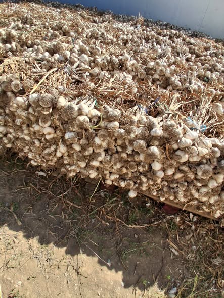 Usturoi de Buzau - 10kg de Toamna