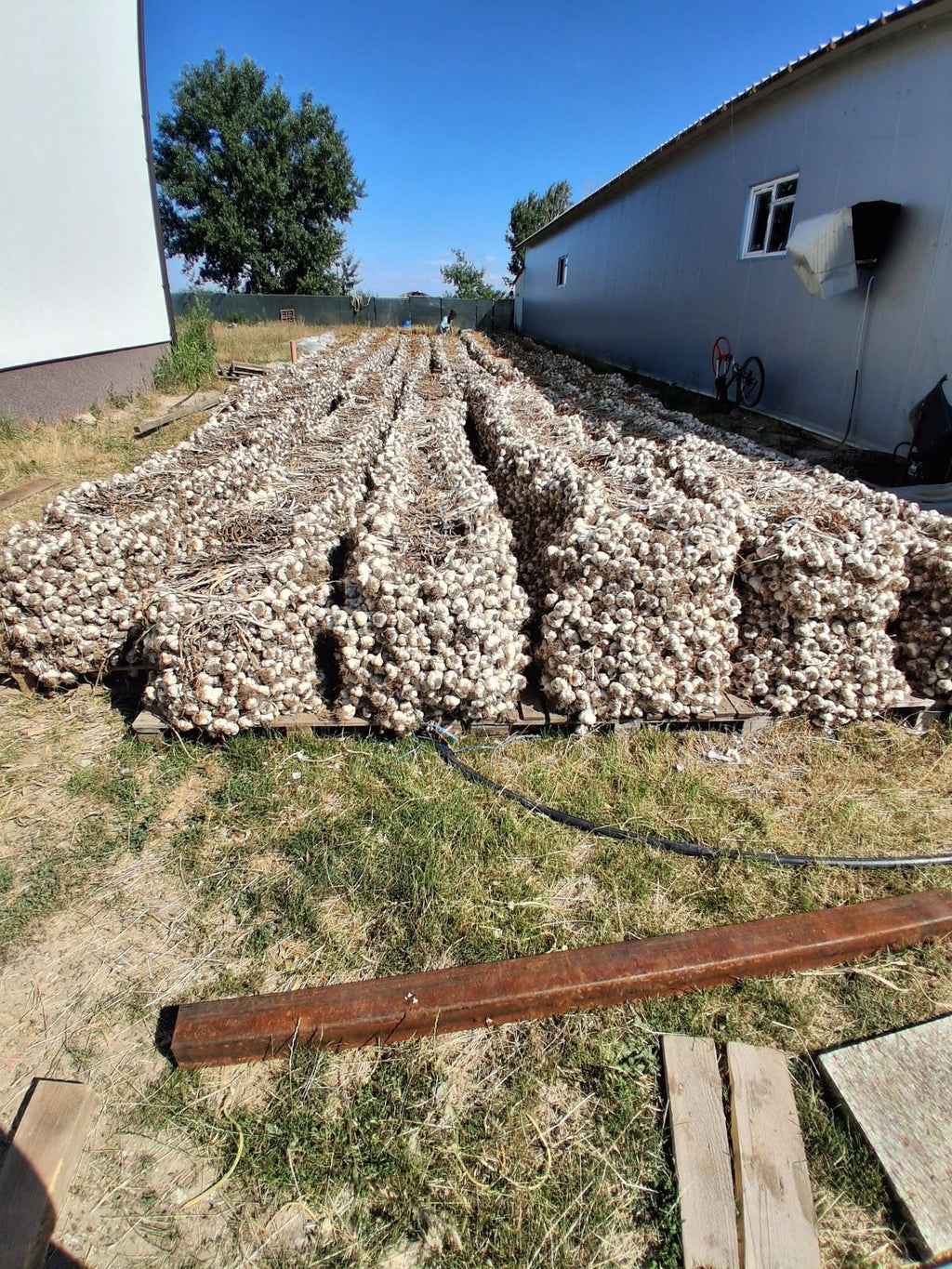 Usturoi de Buzau - 10kg de Primavara